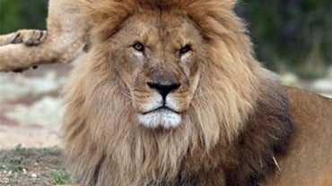 Death Threats Keep Ariz. Eatery's Lion Tacos Off Menu 