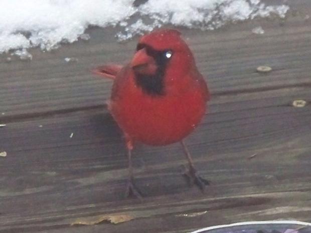 cardinals-snow-day-jan-26-2010-006.jpg 