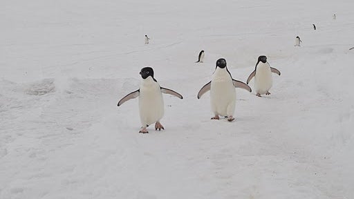 Antarctica.jpg 