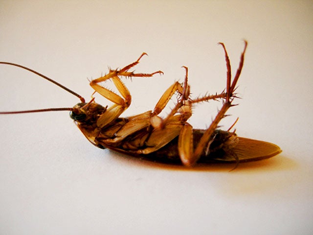 cockroach_000006657209XSmal.jpg 
