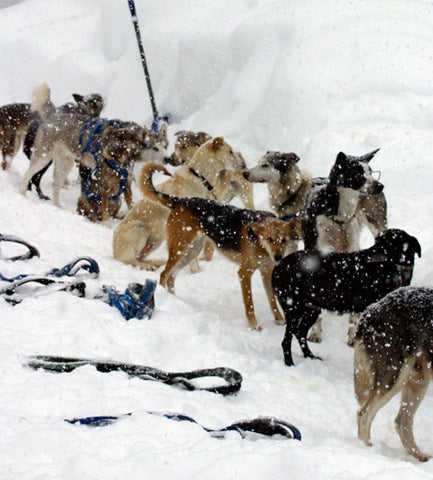 100 Sled Dogs Slaughtered by Canadian Co., Claim Animal Cruelty Foes 