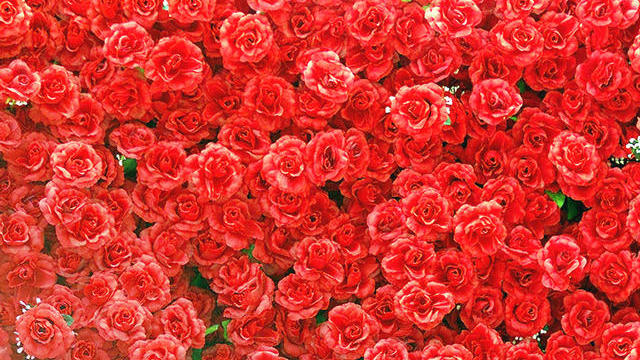 valentines_flowers_roses1_846287.jpg 