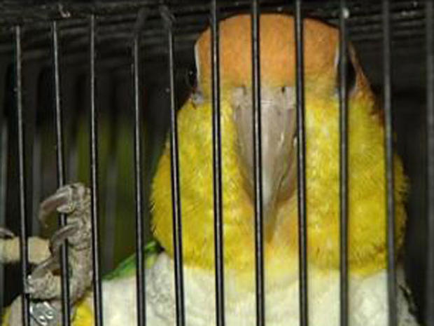 Talking Birds Scare Off Would-Be Robbers, Say Police 