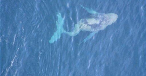 Whale Experts Think Sick Whale May Have Scoliosis - CBS News