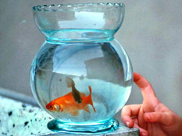 Robber Killed Goldfish, Didn't Want to Leave Witness, Say Cops 