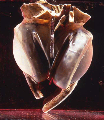 Plastic Heart that Beat for Three Days 