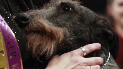 scottish_deerhound.jpg 