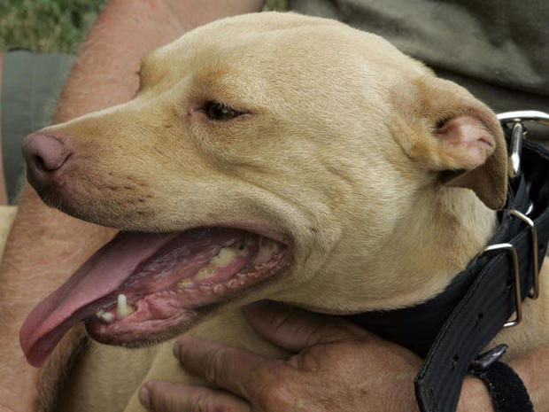Driver's Dog Helps Deputy Make Drug Bust 
