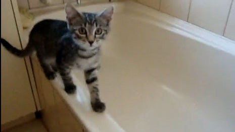 Curious_Kitten_Bathtub_copy.jpg 