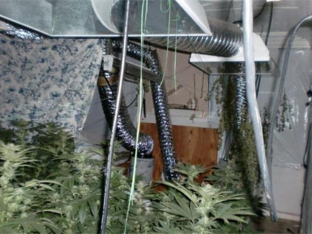 Marijuana Plants Seized South Gate 