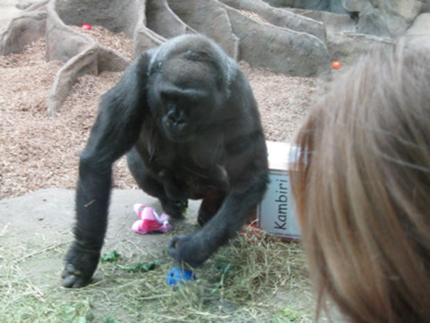 Kiki the Gorilla, Franklin Park Zoo 