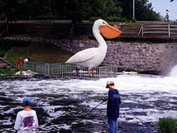 World's Largest Pelican 