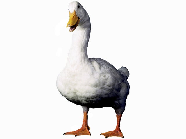 aflac.jpg 
