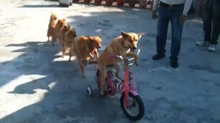 Dog_Conga_Line.jpg 
