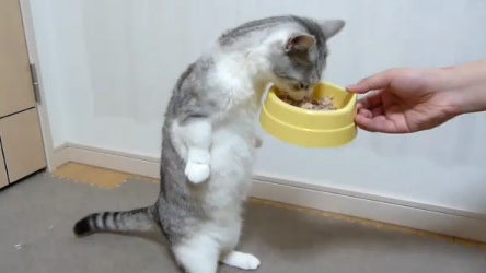 Cat_Eats_Standing_Up.jpg 