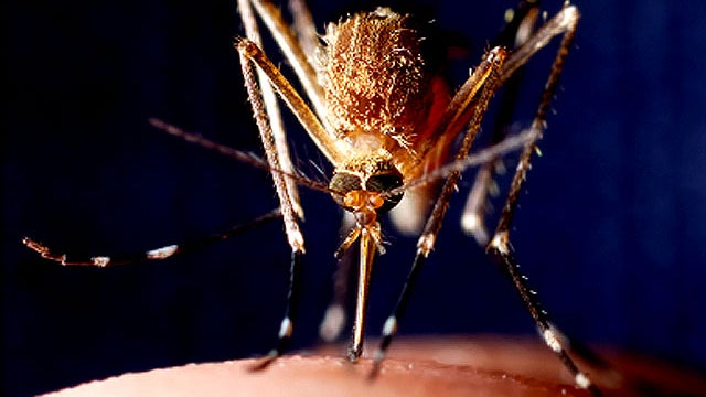 mosquitoes_iStock_000003834.jpg 