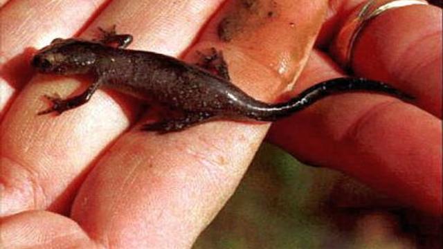salamander.jpg 