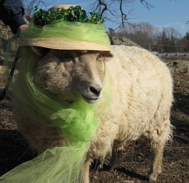 press-elaine-dresses-up-for-st-patricks-day-at-the-mspca-at-nevins-farm-photo-heather-robertson-mspca.jpg 