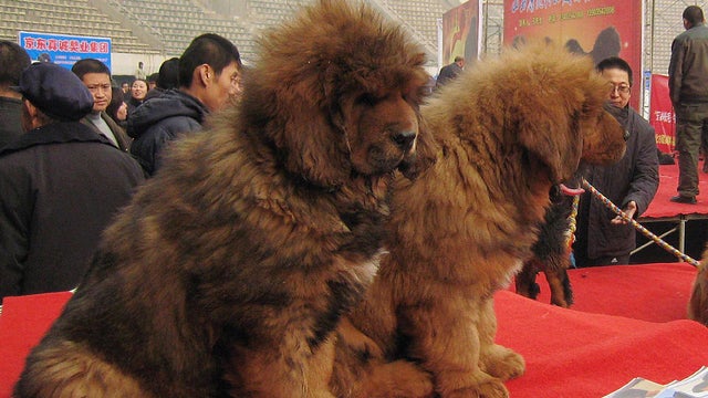 SHIJIAZHUANG, CHINA - FEBRUARY 16:(CHINA OUT) Tibetan mastiffs are seen during the 'China Northern 2011 Tibetan Mastiff Exposition' at Yutong International Sports Centre on February 16, 2011 in Shijiazhuang, Hebei province of China. The Tibetan Mastiff, a 