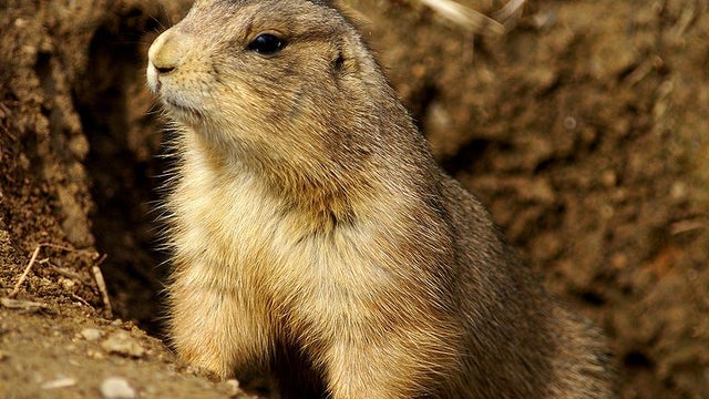 prarie_dog.jpg 