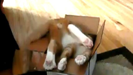 Cat_In_A_Small_Box.jpg 