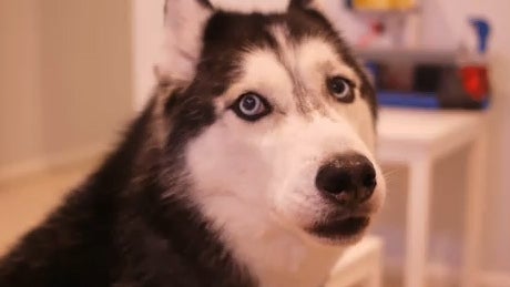 Mishka_Husky_Dog.jpg 