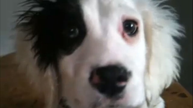 Alice, 8-week old springer spaniel, was born deaf and abandoned by her owner until a deaf couple took her in 