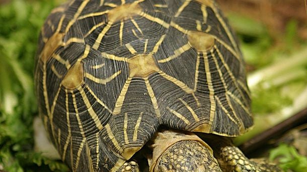 Indian_Star_Tortoise.jpg 