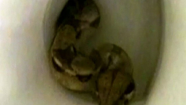 toiletsnake_329.jpg 