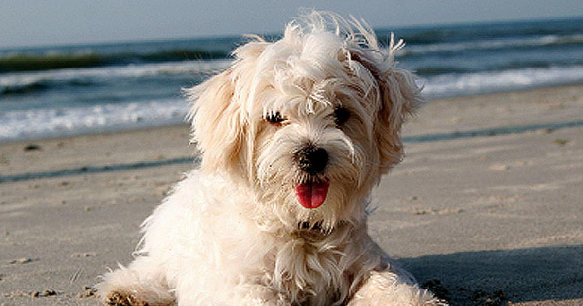 are malshi puppies hypoallergenic