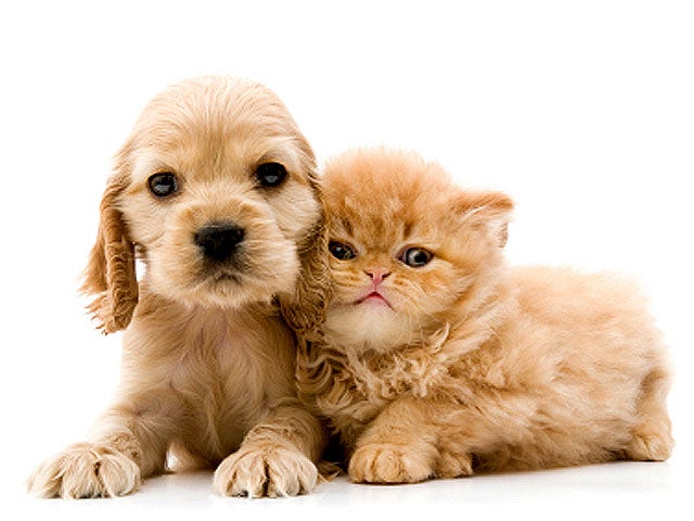 dog_cat_iStock_000005859307.jpg 