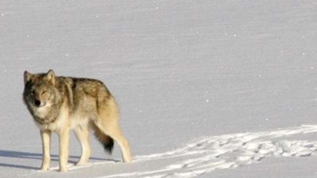 wolf-isle-royale-national-park.jpg 