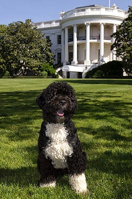 portuguese_water_dog_886513.jpg 