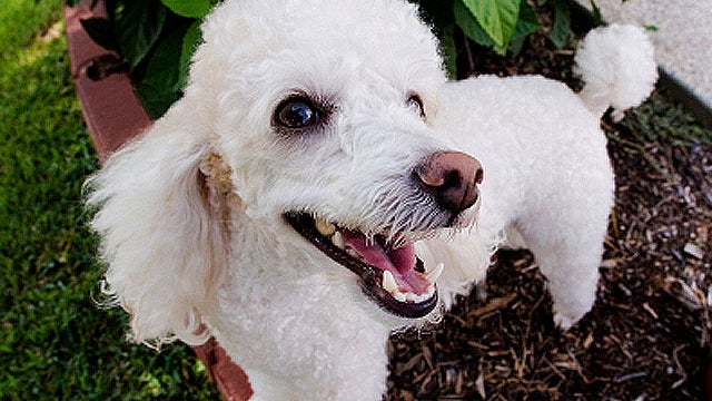 Poodle_iStock_000005213416X.jpg 