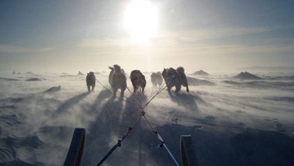 Inuit sled dogs pull a sled in Canada. 
