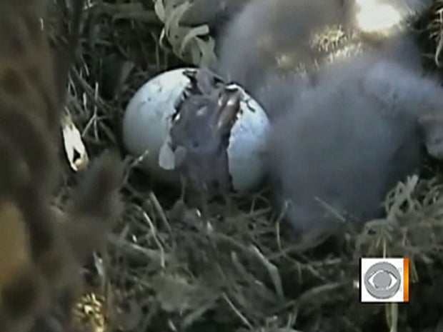 Third of three eaglets is seen hatching in nest in Iowa. Video stream from webcam nestled in nest by Raptor Research Project drew millions of hits. 