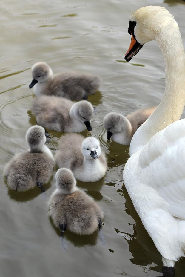 Swan Mother 