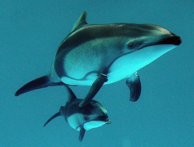 dolphin-2.jpg 
