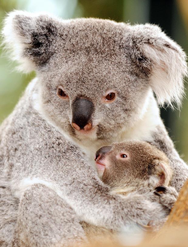 koala-bear.jpg 