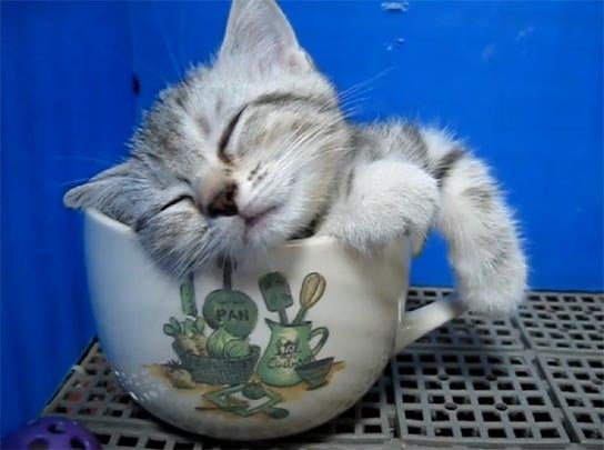 catinteacup.jpg 