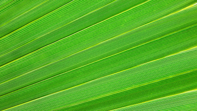 palm-leaf-istock.jpg 