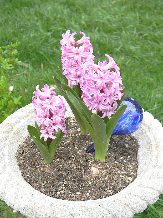 hyacinth.jpg 