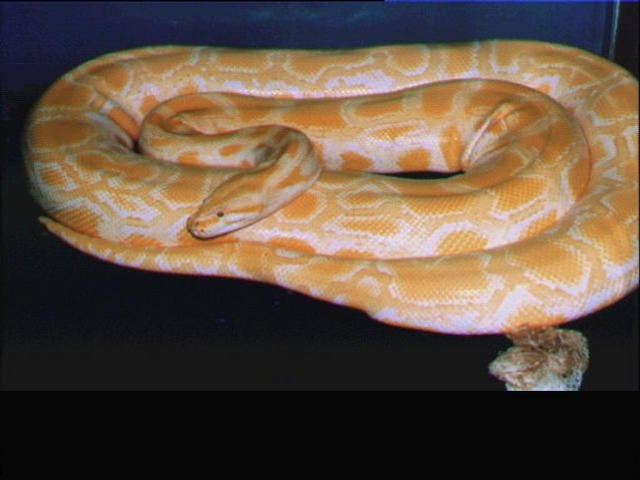 Python clings to Kansas woman until police rescue - CBS News