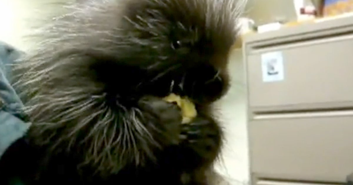 Adorable Baby porcupine with the hiccups CBS News