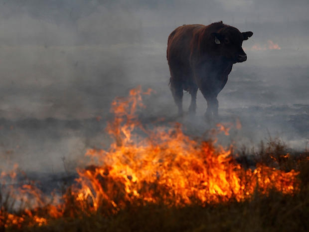 Bull Caught In Wildfire 