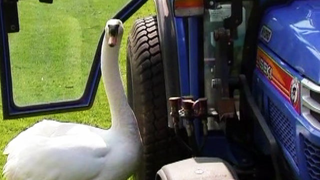 extra_421_swan_tractor_love_copy_1.jpg 