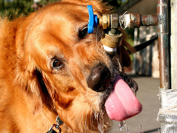 Ten tips to keep your dog safe from summer heat 