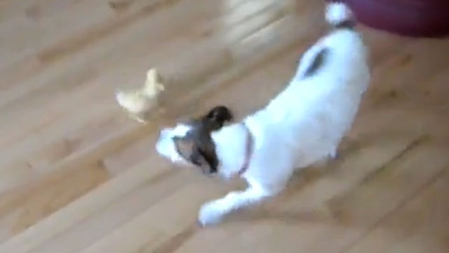 dog vs duck 