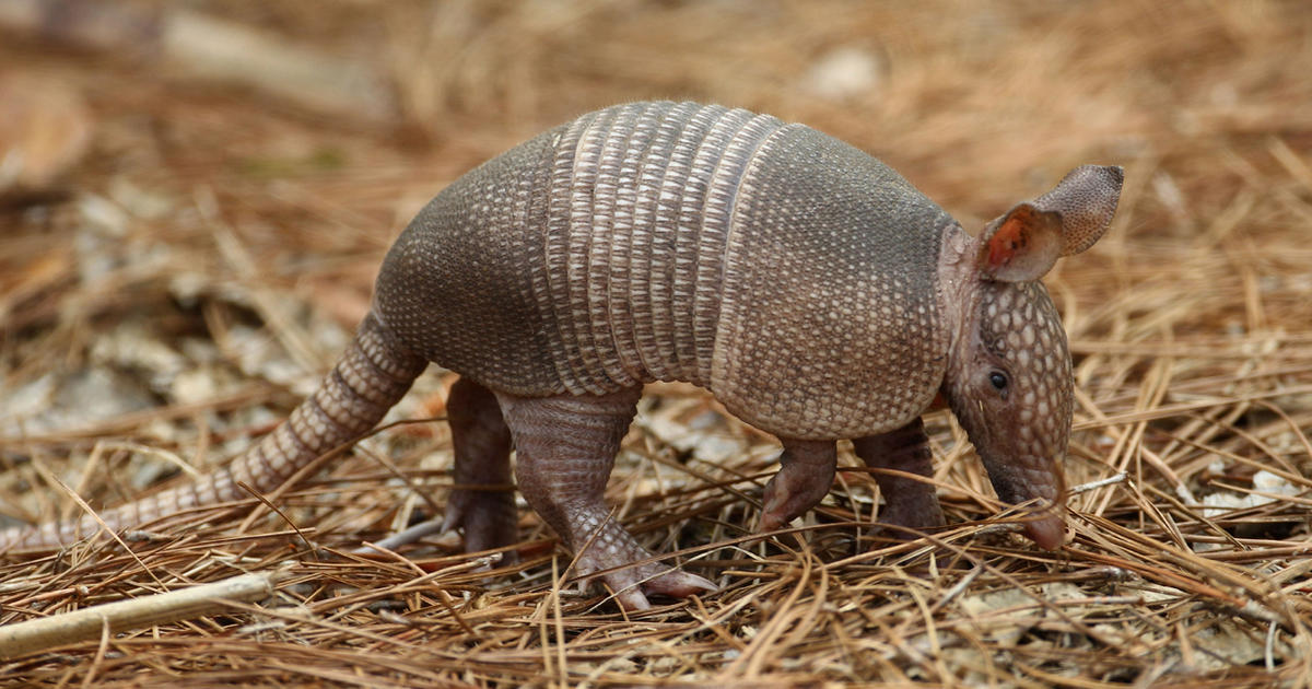 Leprosy outbreak tied to armadillos: Which states are at risk? - CBS News