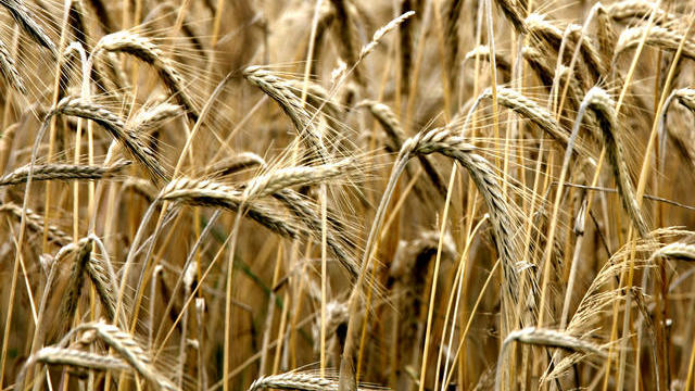 wheat.jpg 